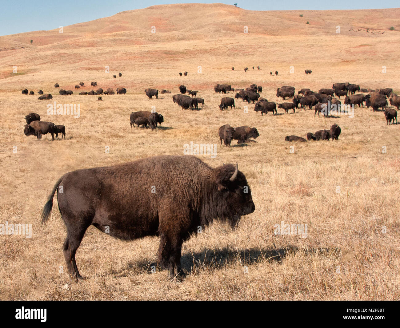 Cazados cerca de la extinción en los años 1800's la American Buffalo (Bison bison) se ha recuperado hasta el punto de que las grandes manadas pueden verse nuevamente. Foto de stock