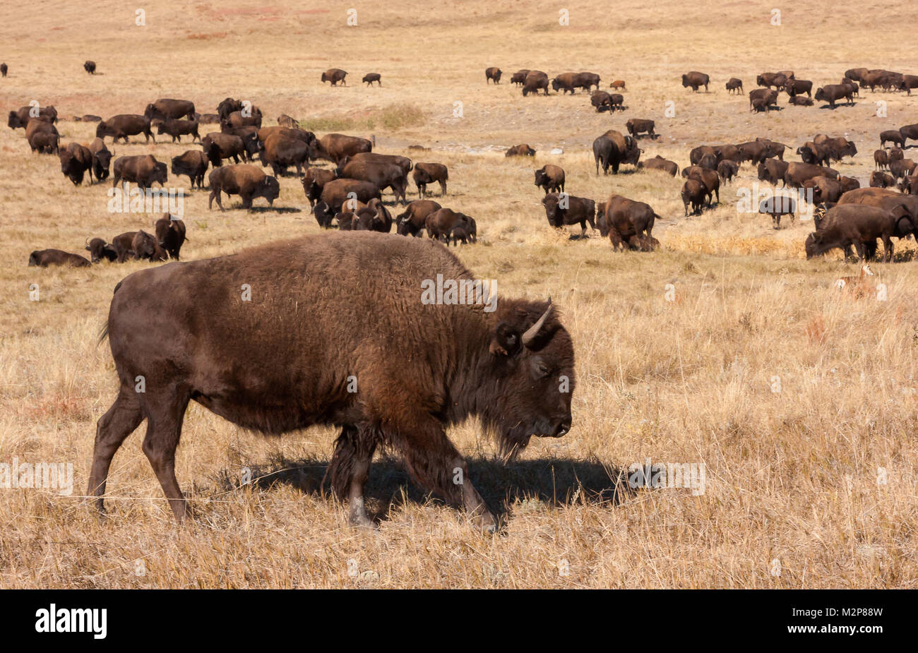 Cazados cerca de la extinción en los años 1800's la American Buffalo (Bison bison) se ha recuperado hasta el punto de que las grandes manadas pueden verse nuevamente. Foto de stock