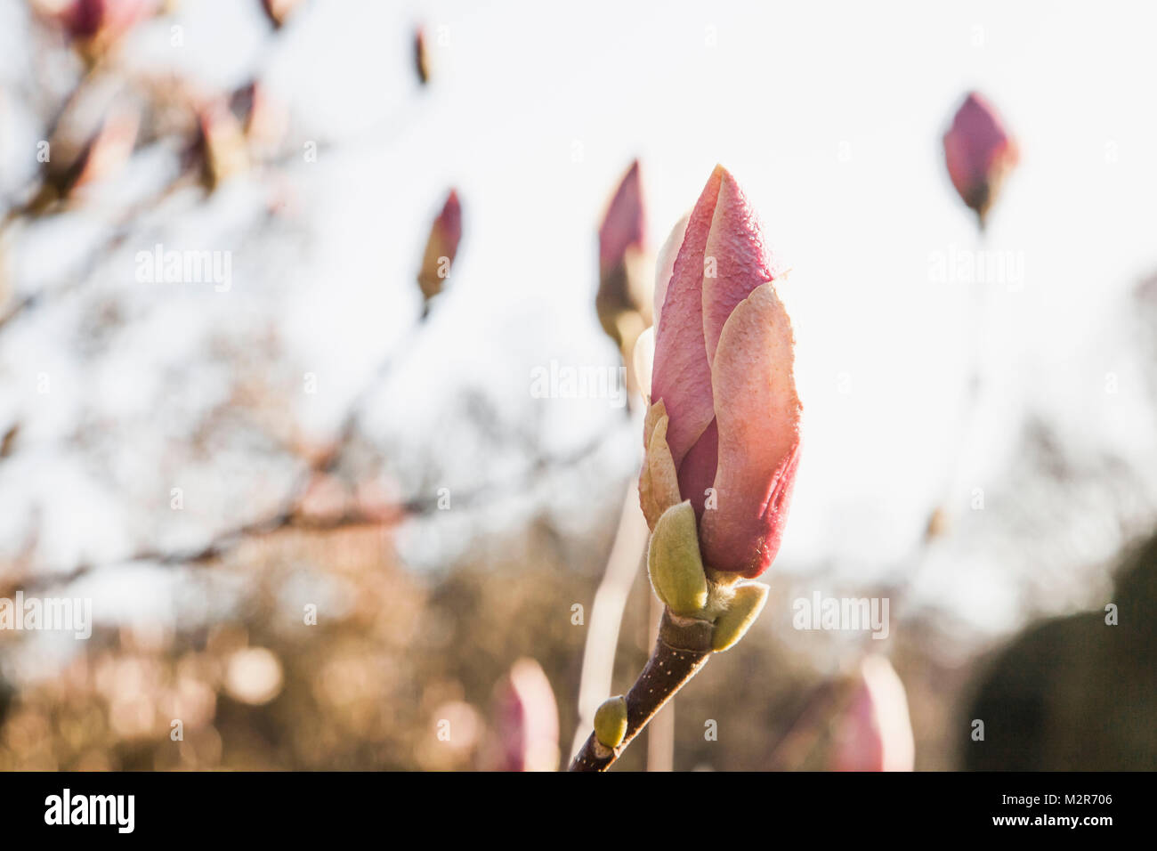 Magnolia florecen en la primavera, luz trasera, alto contraste, Foto de stock