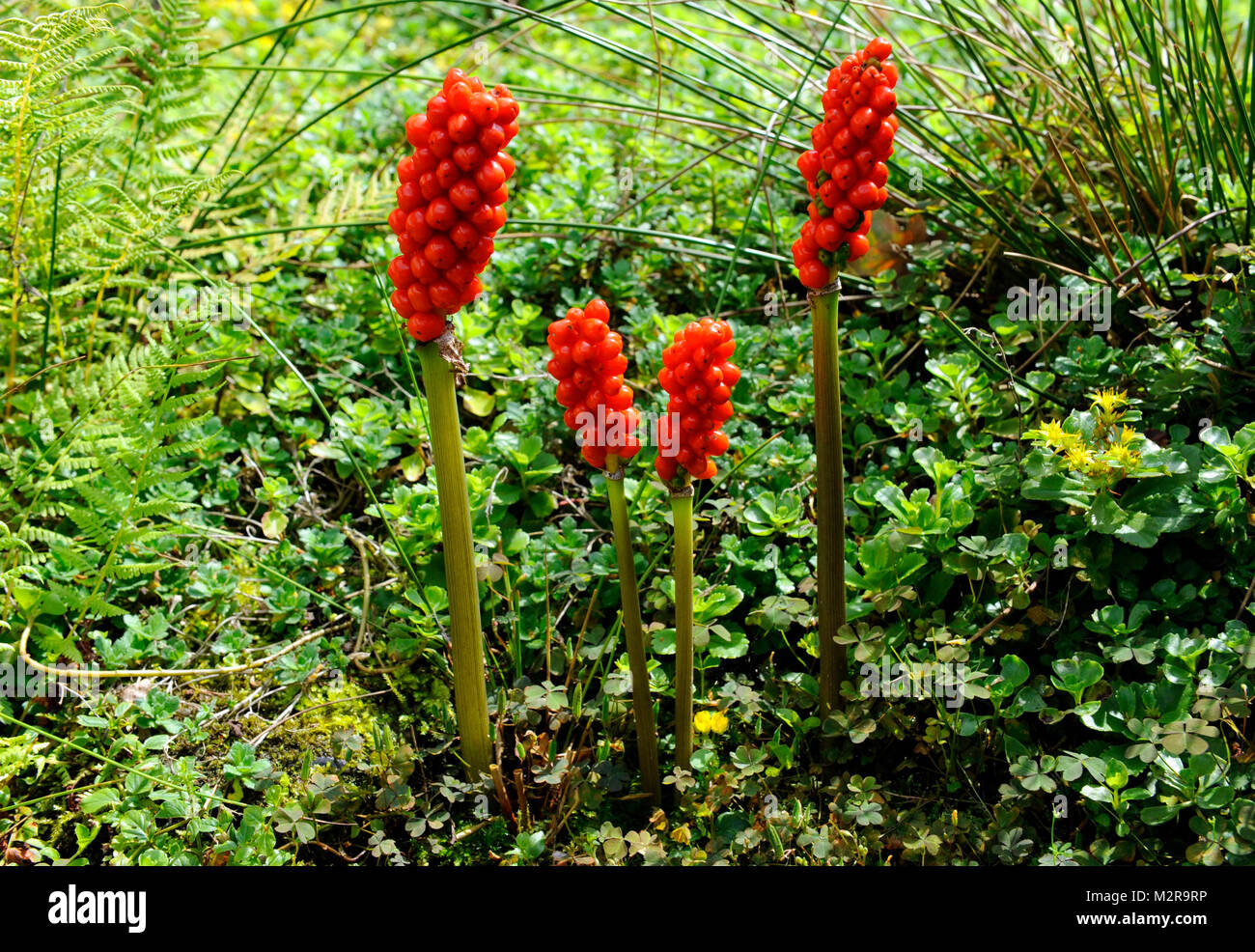 Naranja-rojo zapatos tóxicos de varias frutas de la vara de Aarón, Arum maculatum, que se erige como una planta silvestre bajo la protección de especies en peligro de extinción Foto de stock