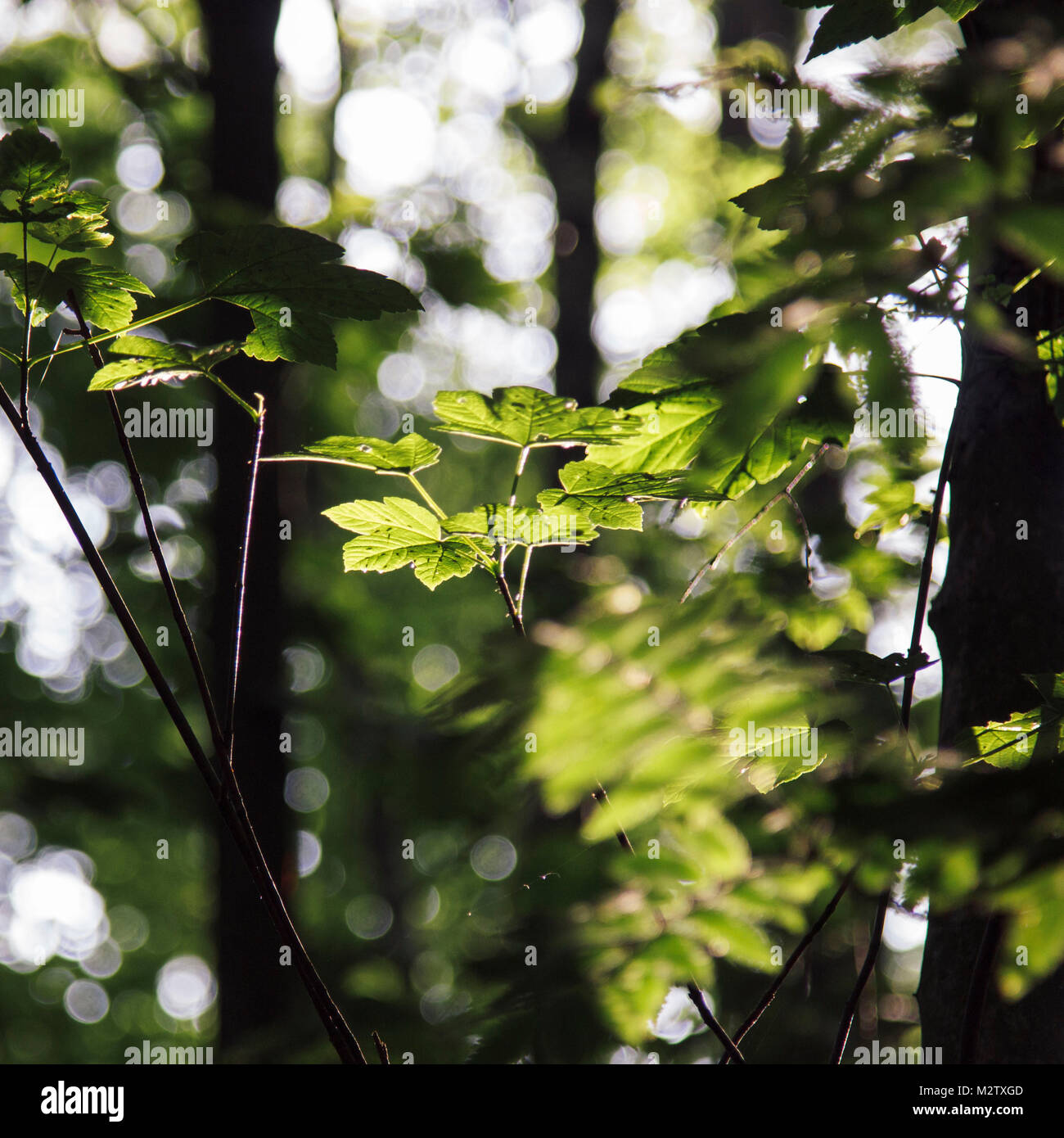Verde brillante follaje fresco en el bosque de la luz solar. Foto de stock