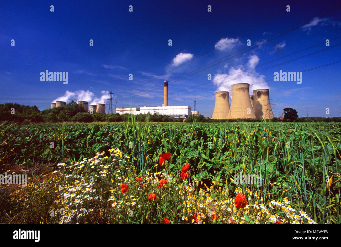 Flores silvestres que crecen en campo por carbón Drax powered power station drax yorkshire uk Foto de stock