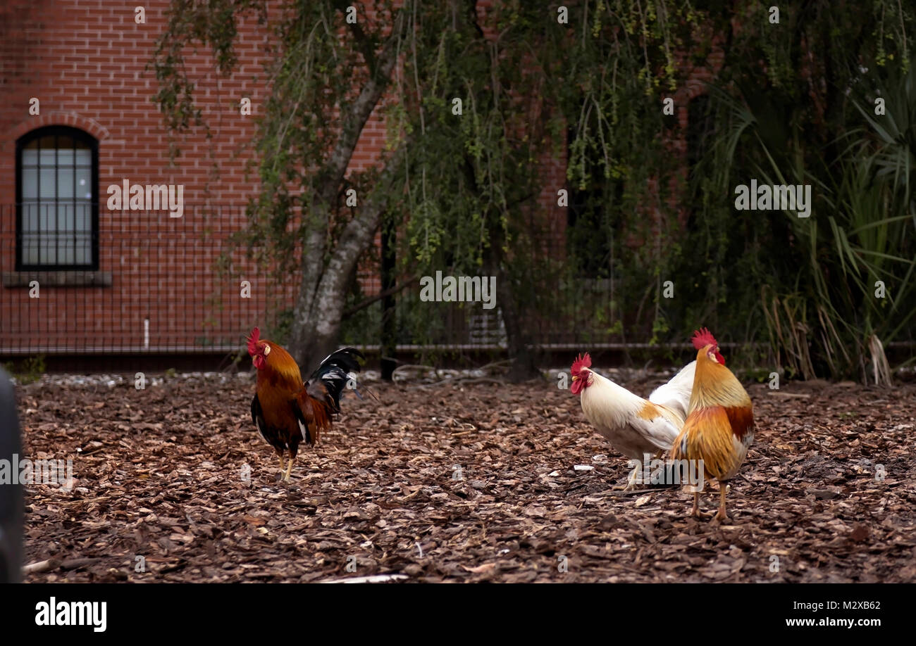 Tres gallos juntos en la ciudad, cerca de las vías del ferrocarril Foto de stock