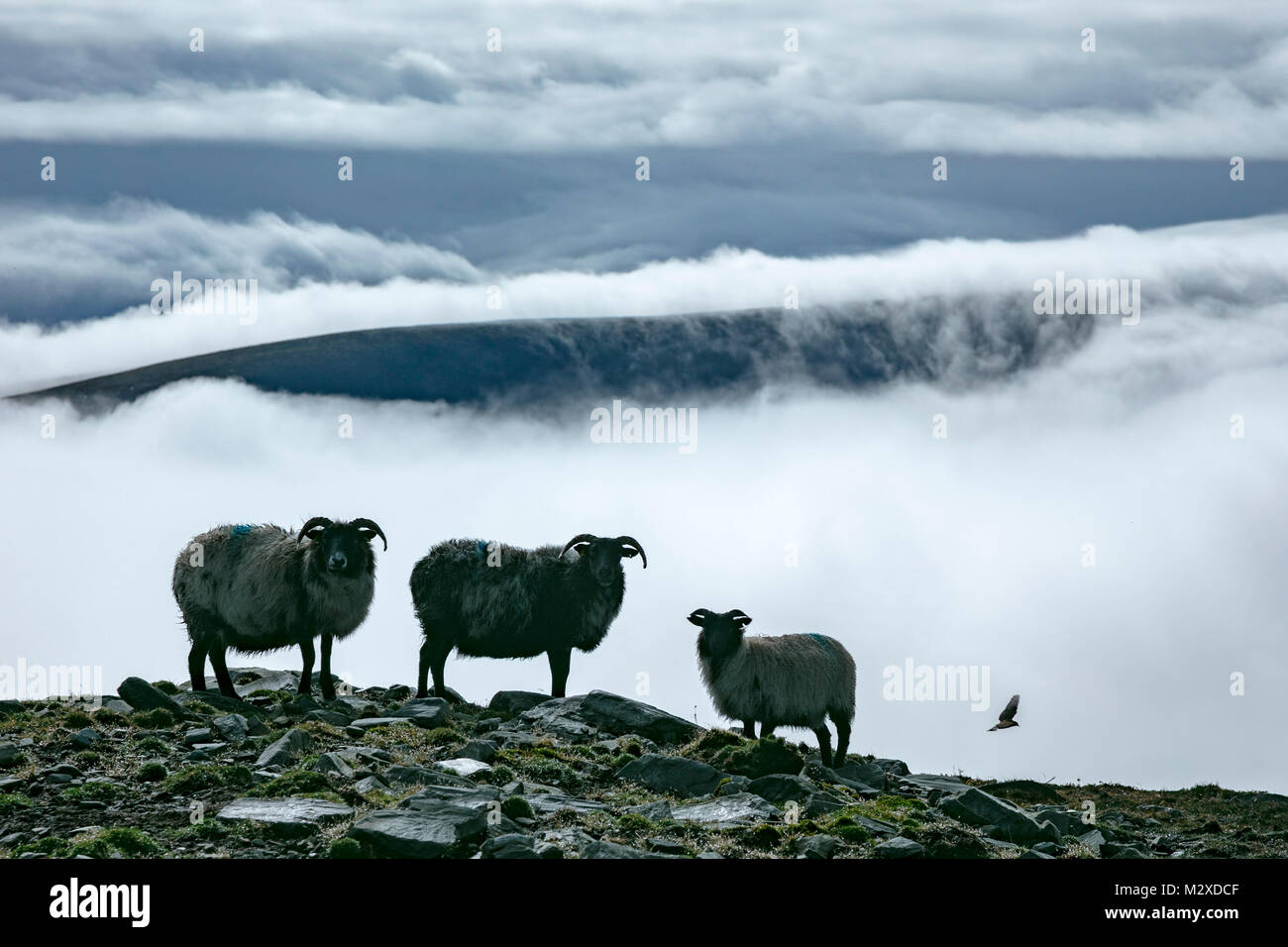 Ovejas encima de un banco de niebla, la Isla Achill, Condado de Mayo, Irlanda. Foto de stock