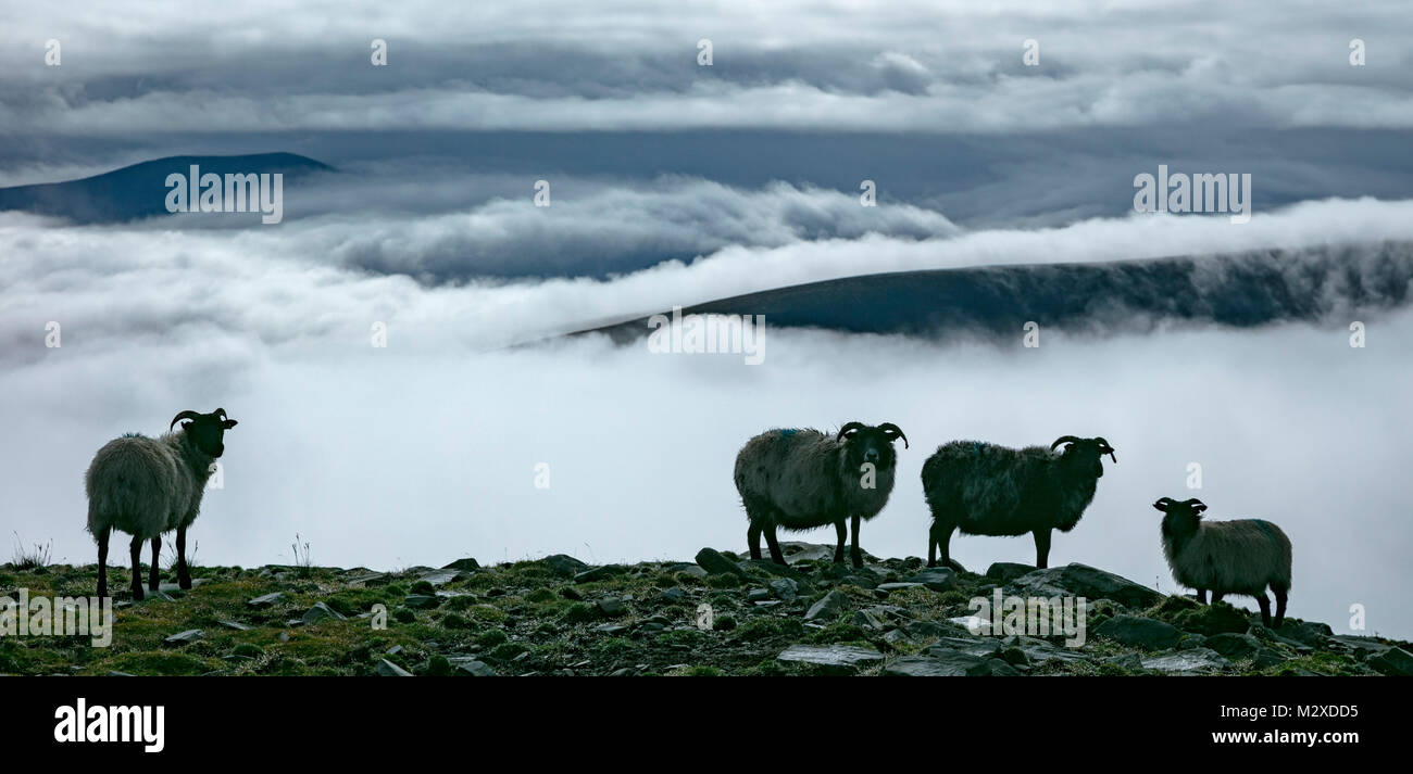 Ovejas encima de un banco de niebla, la Isla Achill, Condado de Mayo, Irlanda. Foto de stock
