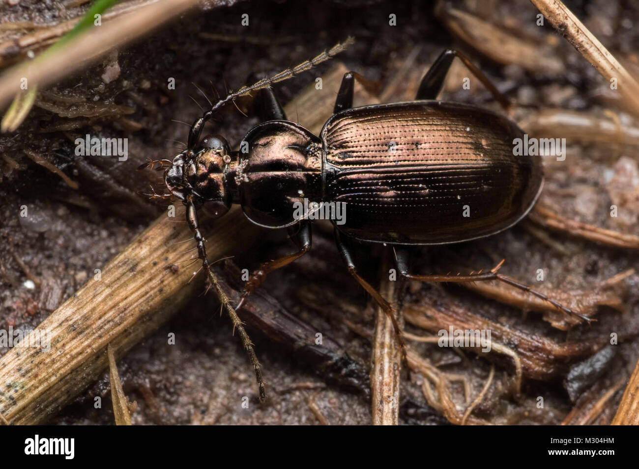 Escarabajo de tierra (Loricera pilicornis) en reposo sobre el suelo. Tipperary, Irlanda. Foto de stock