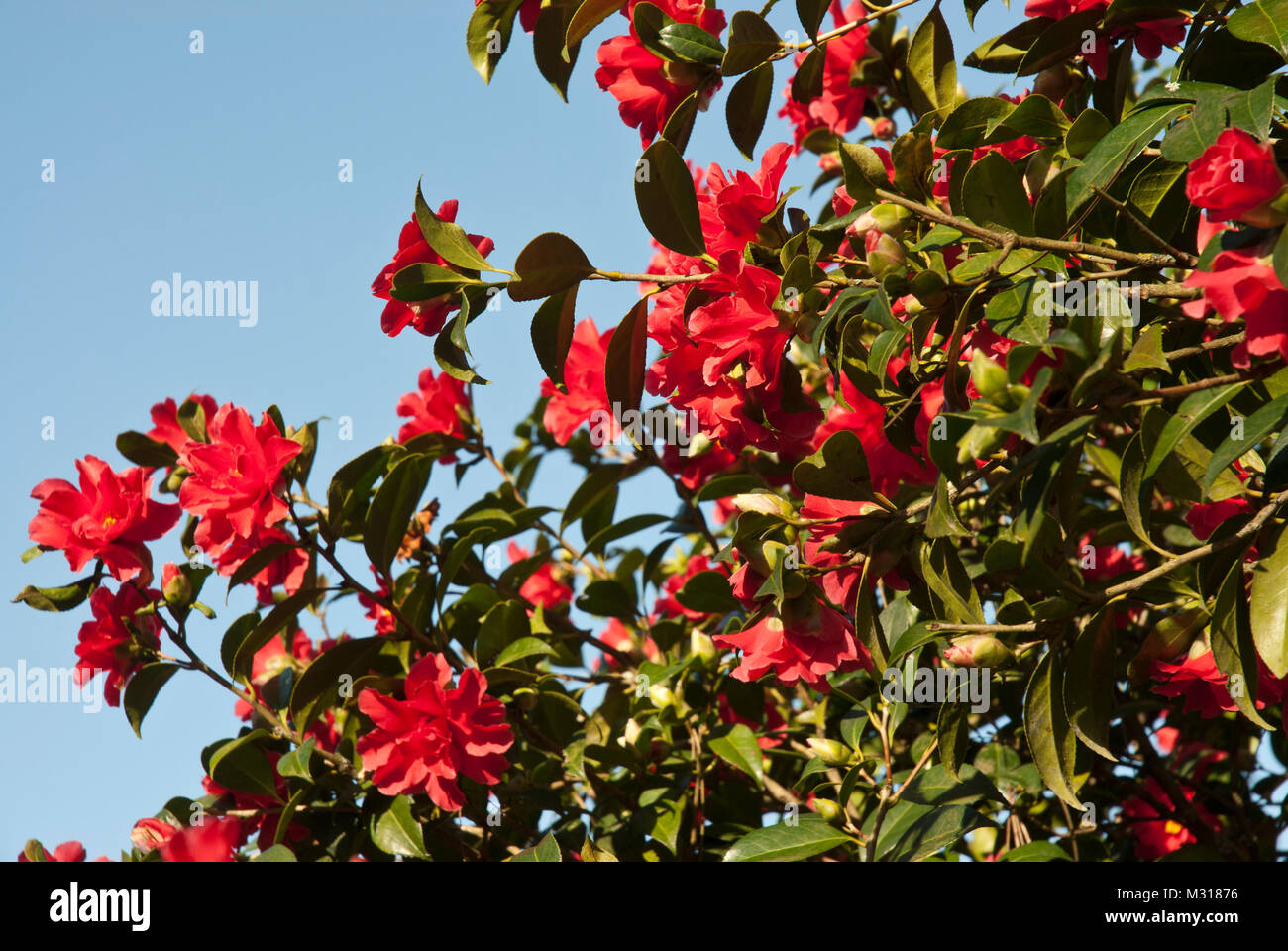 La camelia 'libertad Bell' con el rojo brillante semi-doble profusa flores, solas o clusters. Flores durante todo el invierno y la primavera. Sunny, contra el cielo azul. Foto de stock
