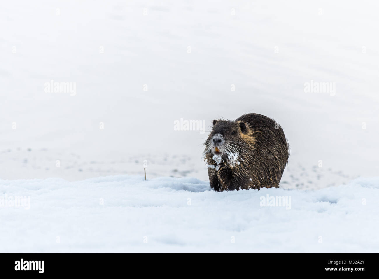 Gran curiosidad coipo (nutria) en la nieve. También conocido como rata de agua o de Myocastor coypus. Foto de stock