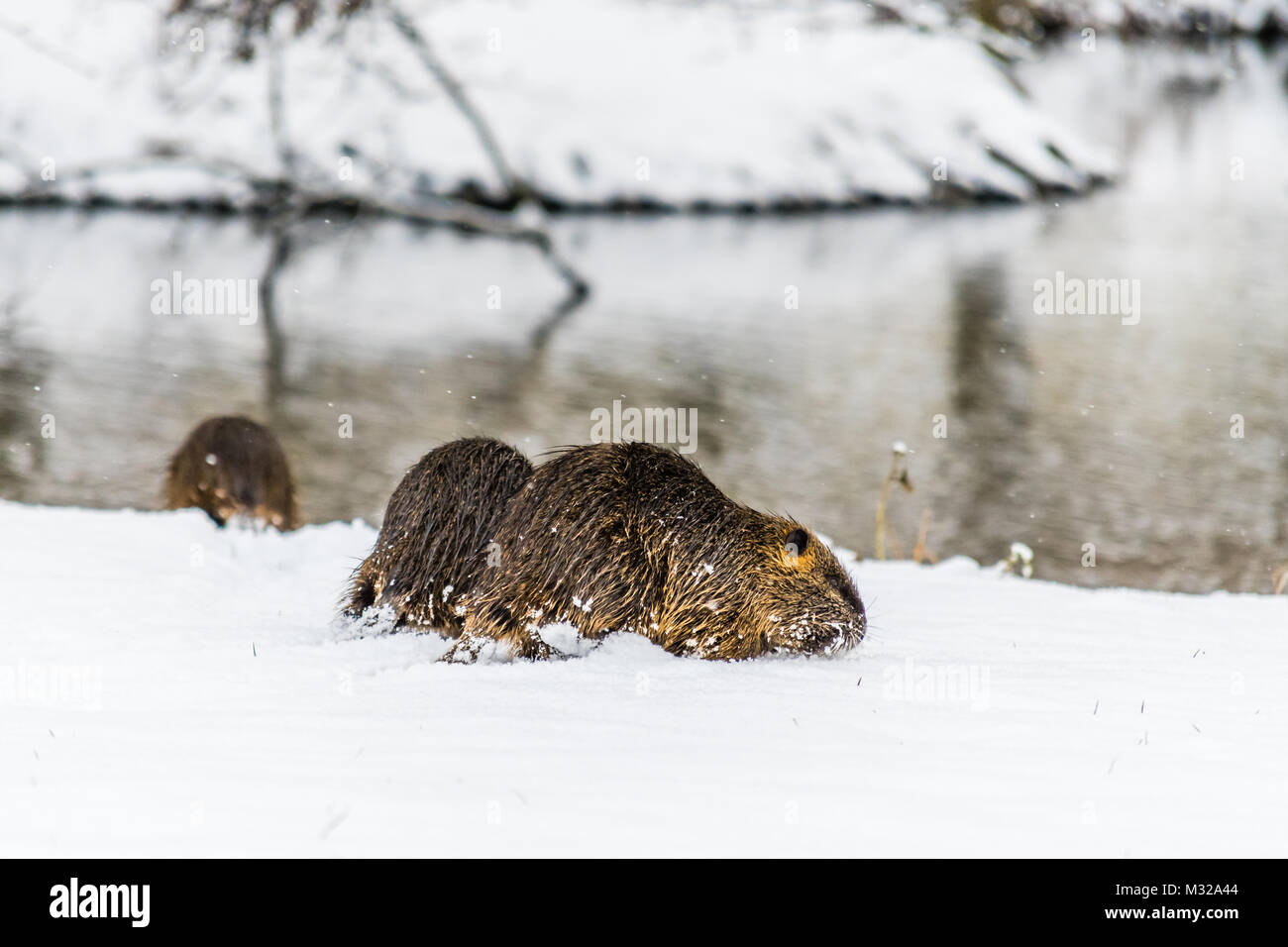 Gran curiosidad coipo (nutria) en la nieve cerca del río. También conocido como rata de agua o de Myocastor coypus. Foto de stock