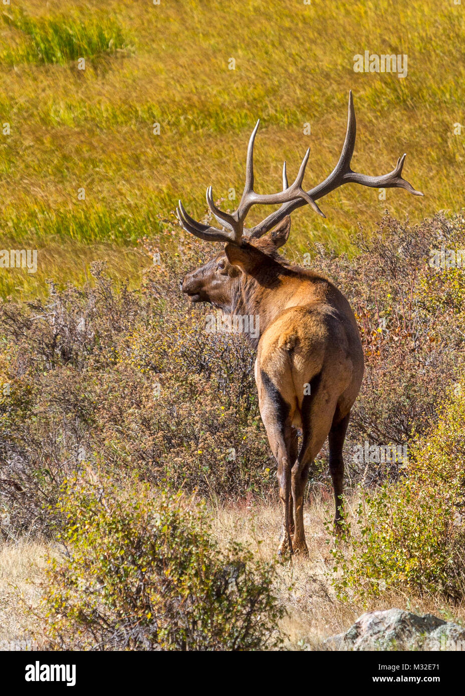 Macho de Elk Americana (Cervus canadensis) están en constante alerta durante la temporada de cría de otros varones y luchará para proteger a sus mujeres. Foto de stock