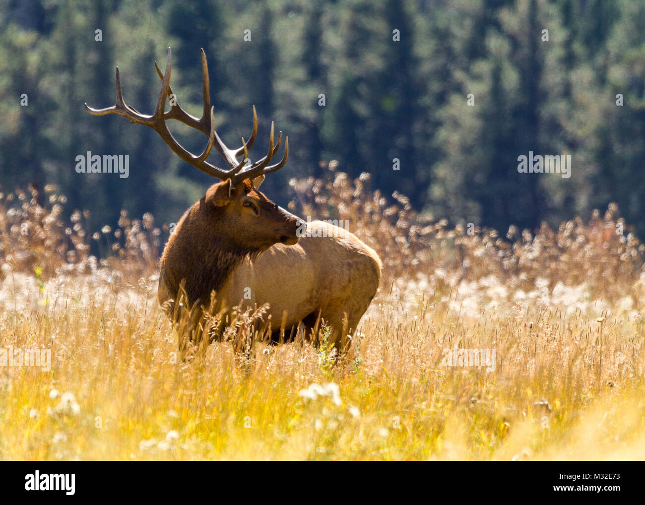 Bull American alces (Cervus canadensis) están en constante alerta para vagar vacas y toros jóvenes que intentan robar de sus harenes. Foto de stock