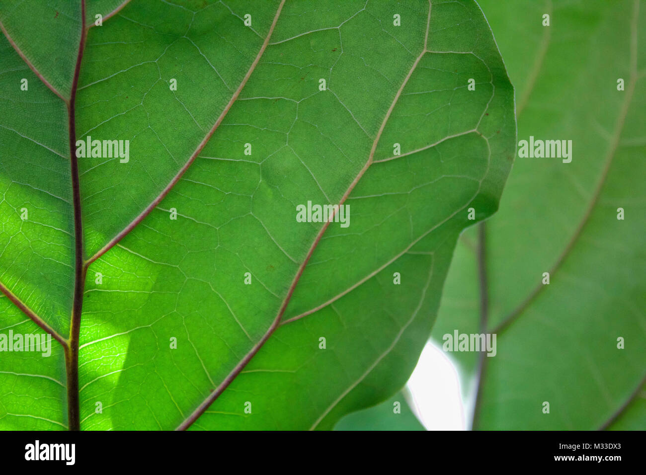 Plantas con hojas grandes fotografías e imágenes de alta resolución Alamy