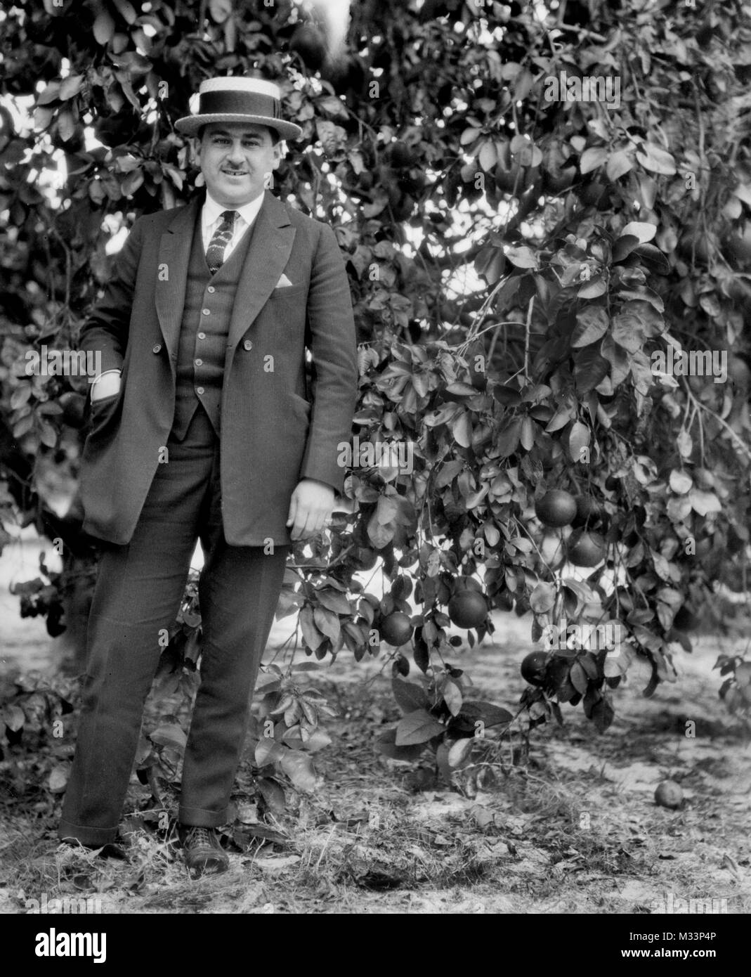 Hombre con un sombrero de paja plantea, en un huerto de naranjos, ca. 1920. Foto de stock