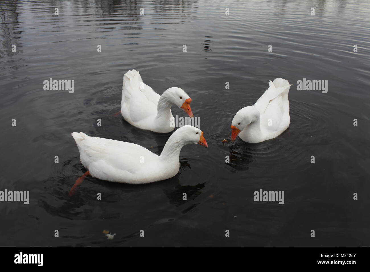 Los gansos blancos flotando en el agua Foto de stock