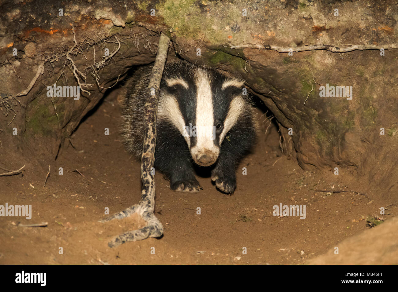 Badger cub emergiendo desde la entrada hasta el tejón sett, Yorkshire, Inglaterra, Reino Unido. Foto de stock