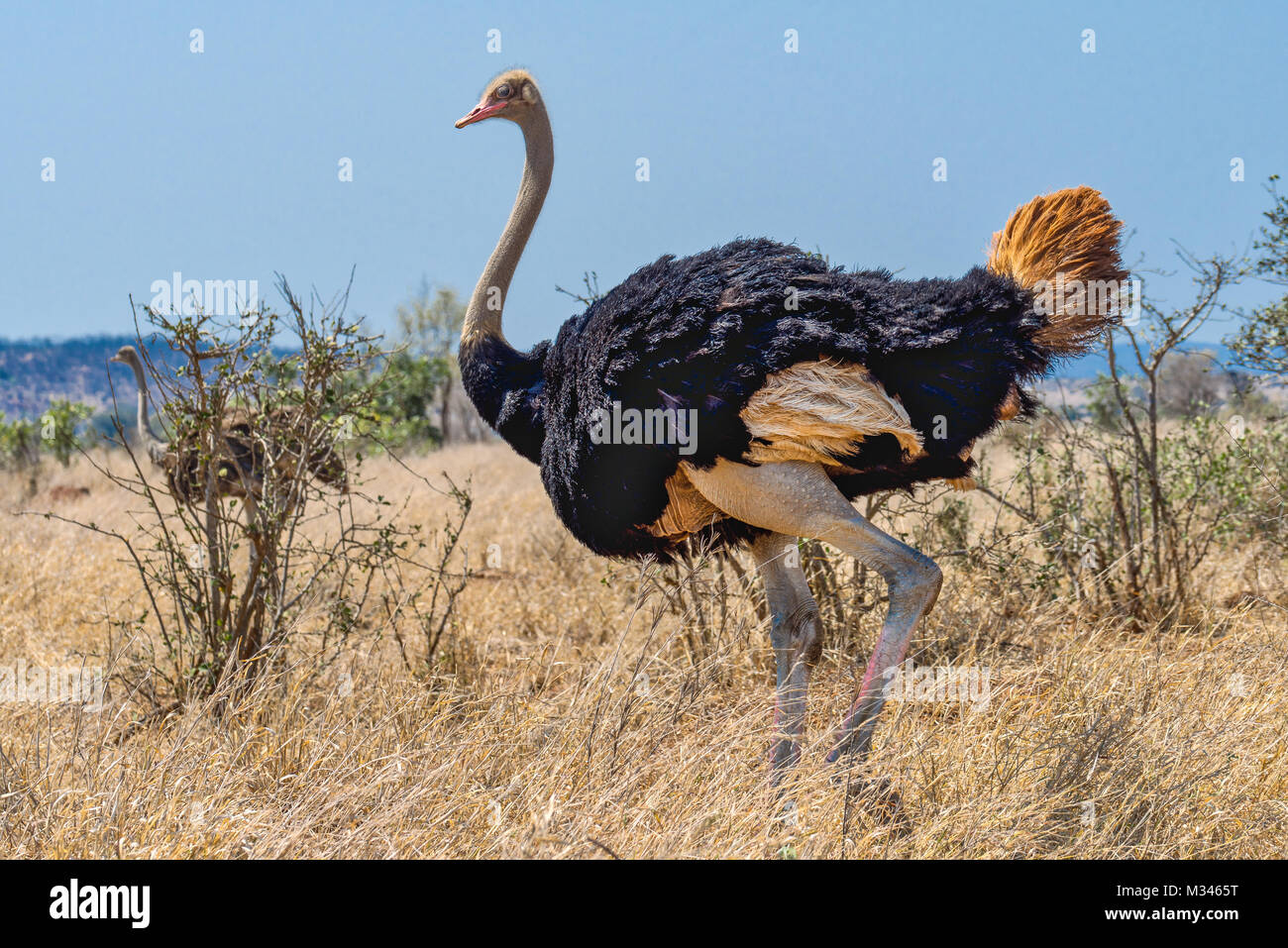 Retrato de un avestruz, el Parque Nacional Kruger, Mpumalanga, Sudáfrica Foto de stock