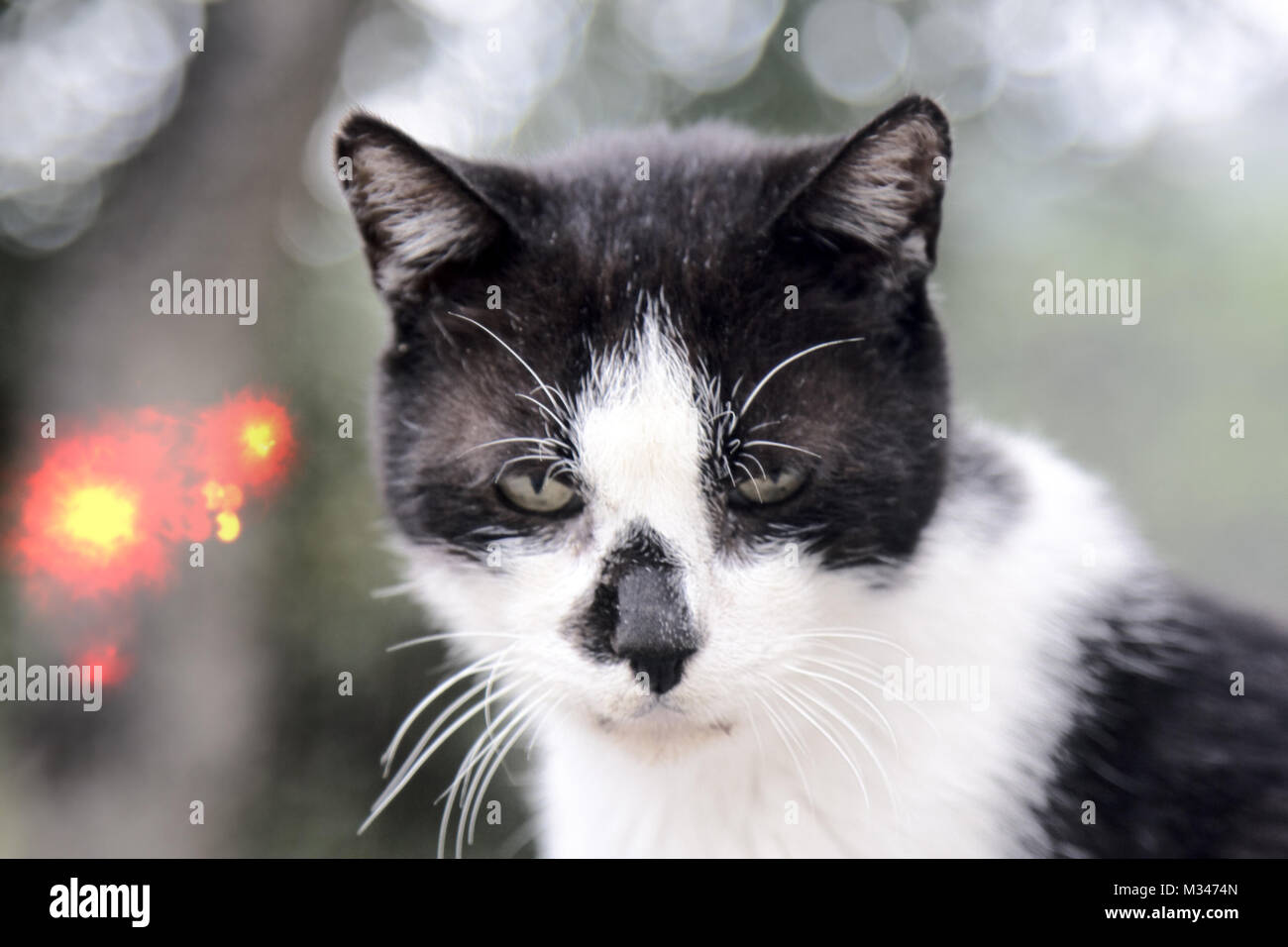 Gatos callejeros en el techo. Pobre flaco asimétrico con gato negro y  coloración blanca que mejora feo, infeliz cat Fotografía de stock - Alamy