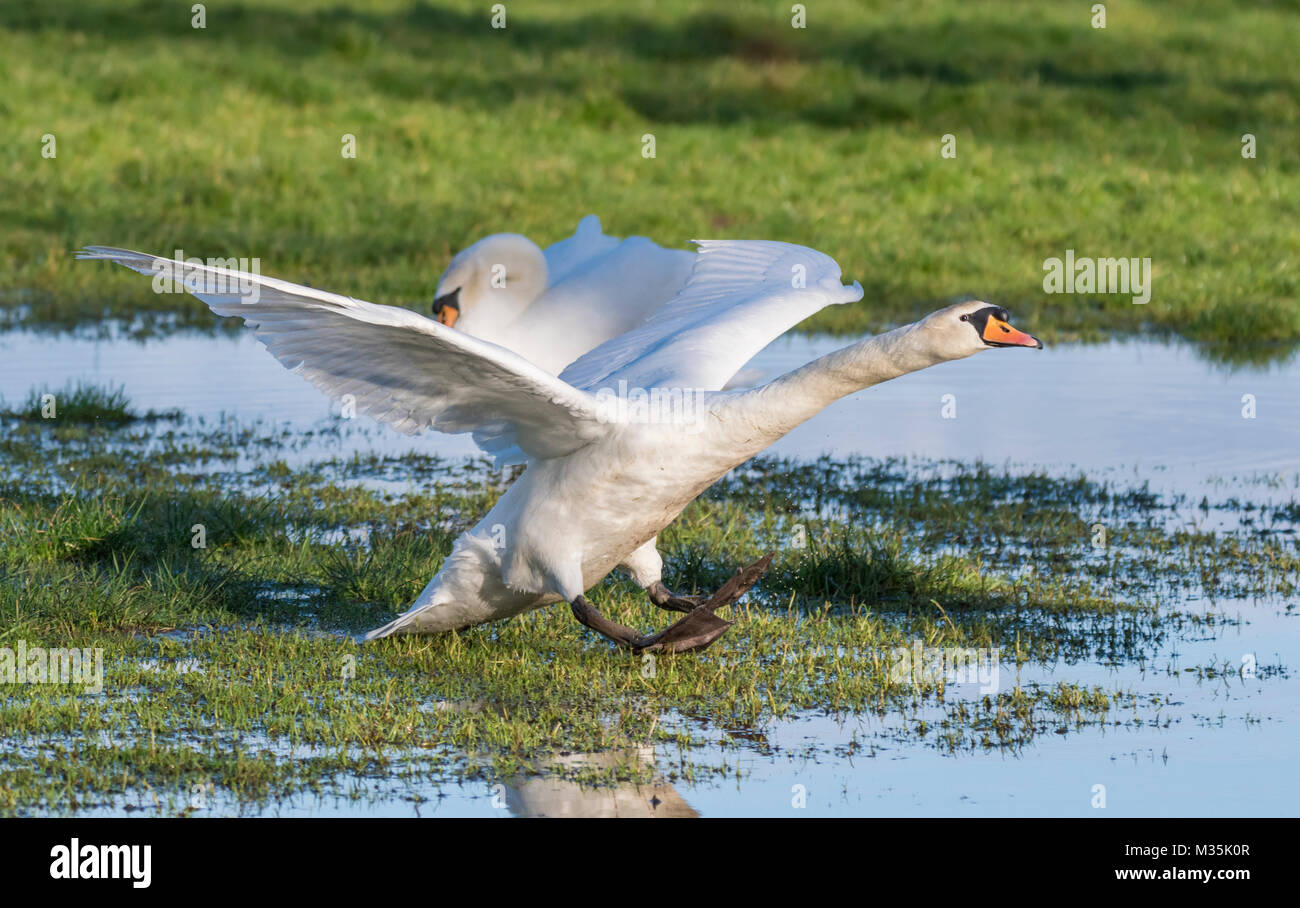 Cisne Blanco (Cygnus olor) que aterrizaba en un campo inundado en invierno en Inglaterra, Reino Unido. Foto de stock