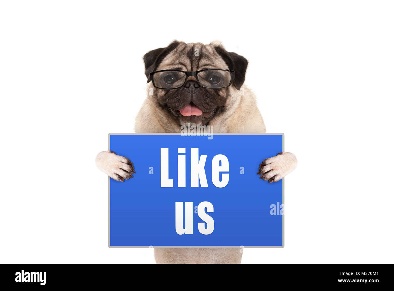 Perro pug con gafas sujetando letrero azul con texto como nosotros, aislado sobre fondo blanco. Foto de stock