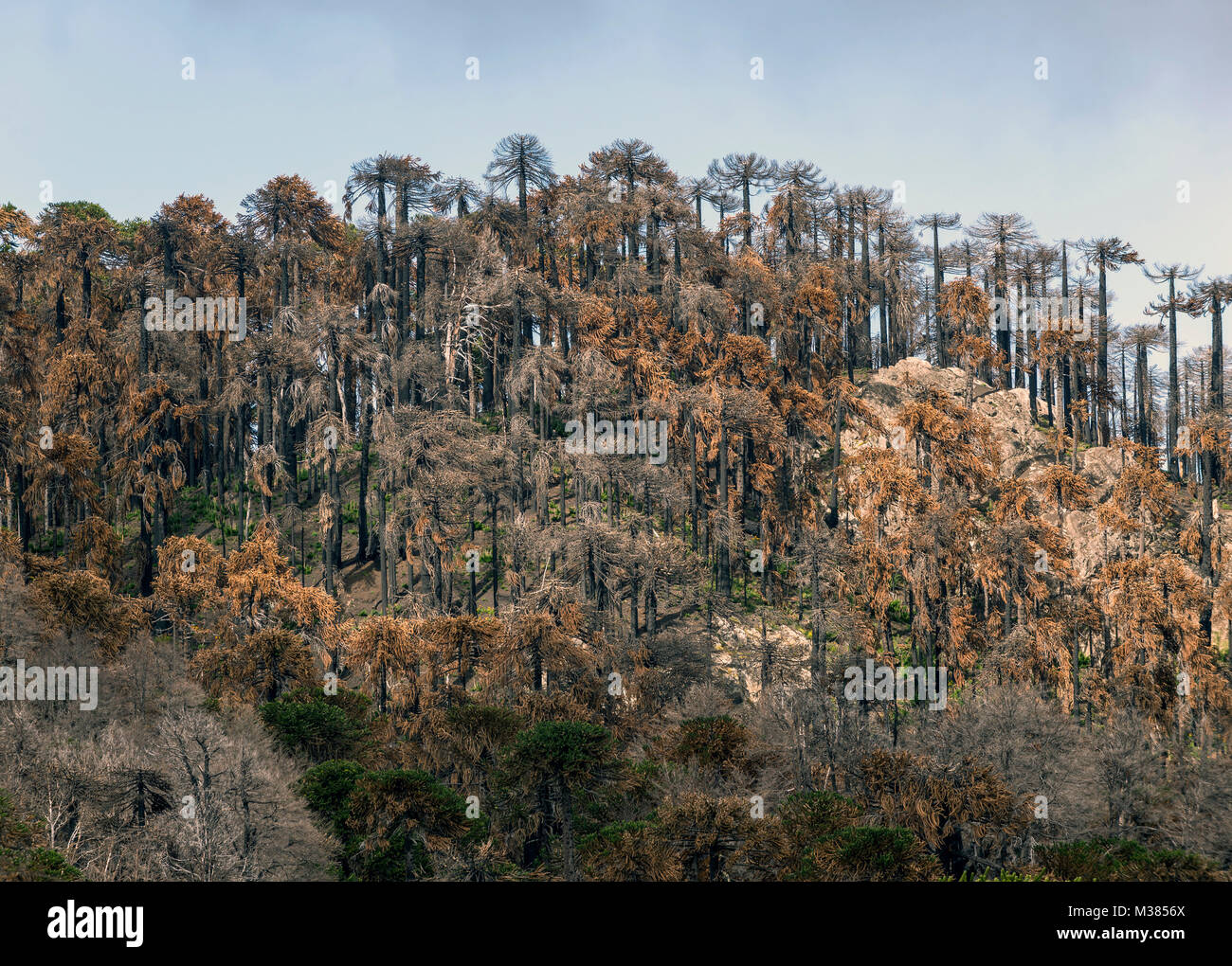 Reserva Nacional China Muerta, Chile. / Reserva Natural China muerta. Se cumplen 3 años desde la tragedia de China muerta en la región de la Araucanía. Foto de stock