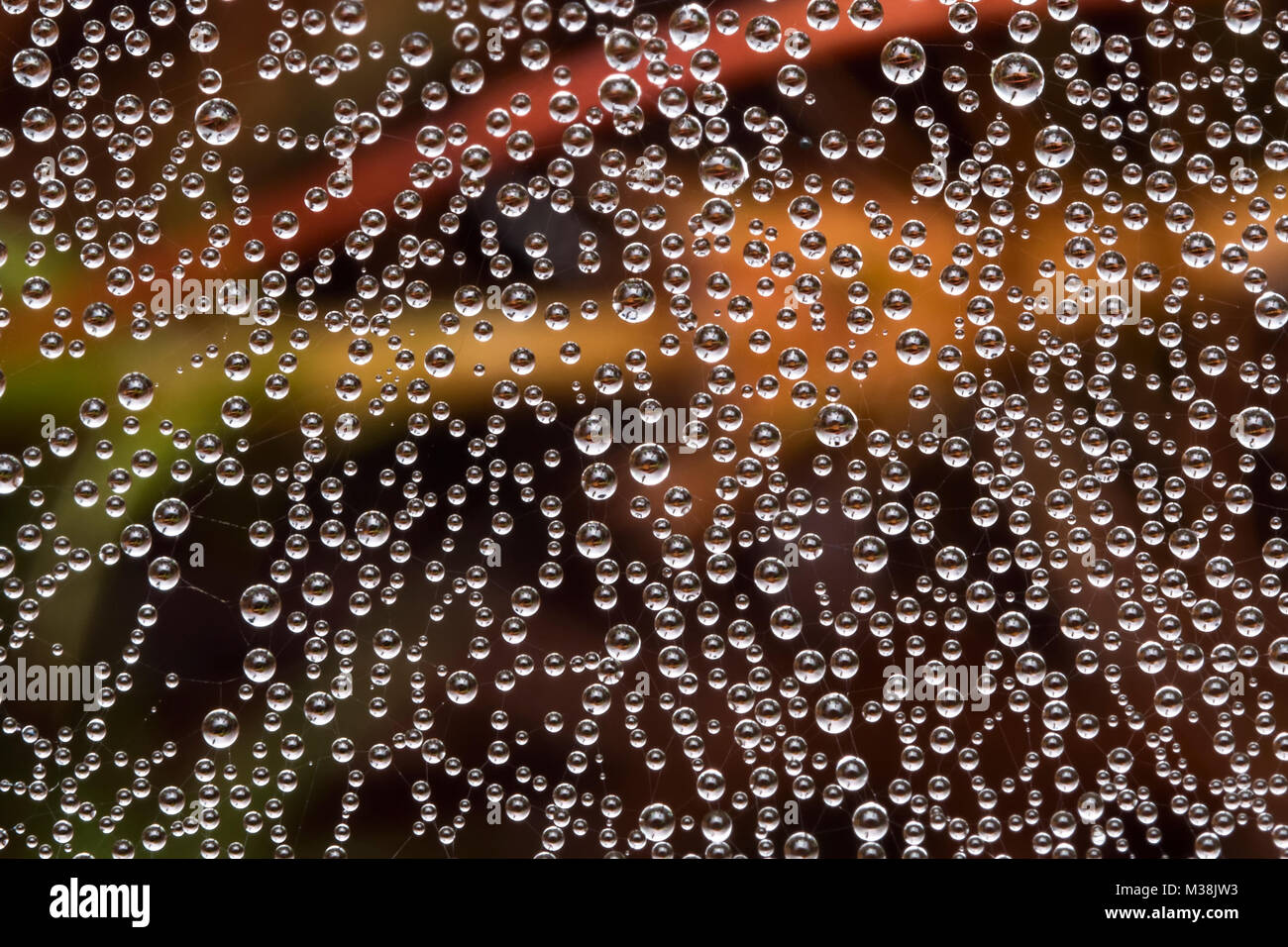 Telas de Araña cubiertos de gotas de rocío temprano en la mañana. Tipperary, Irlanda. Foto de stock