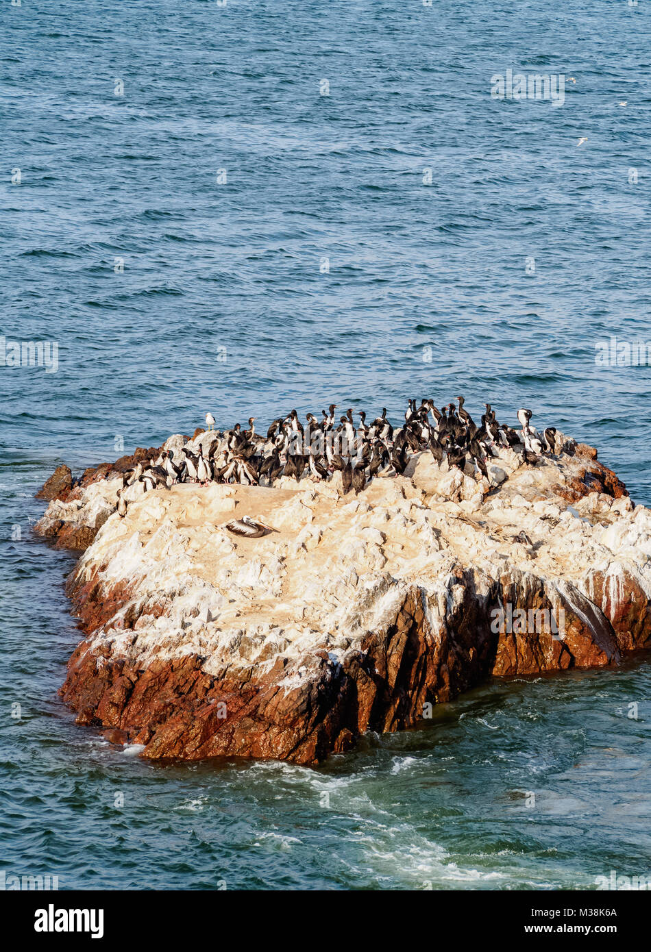 Los pingüinos de Humboldt (Spheniscus humboldt) sobre la roca en