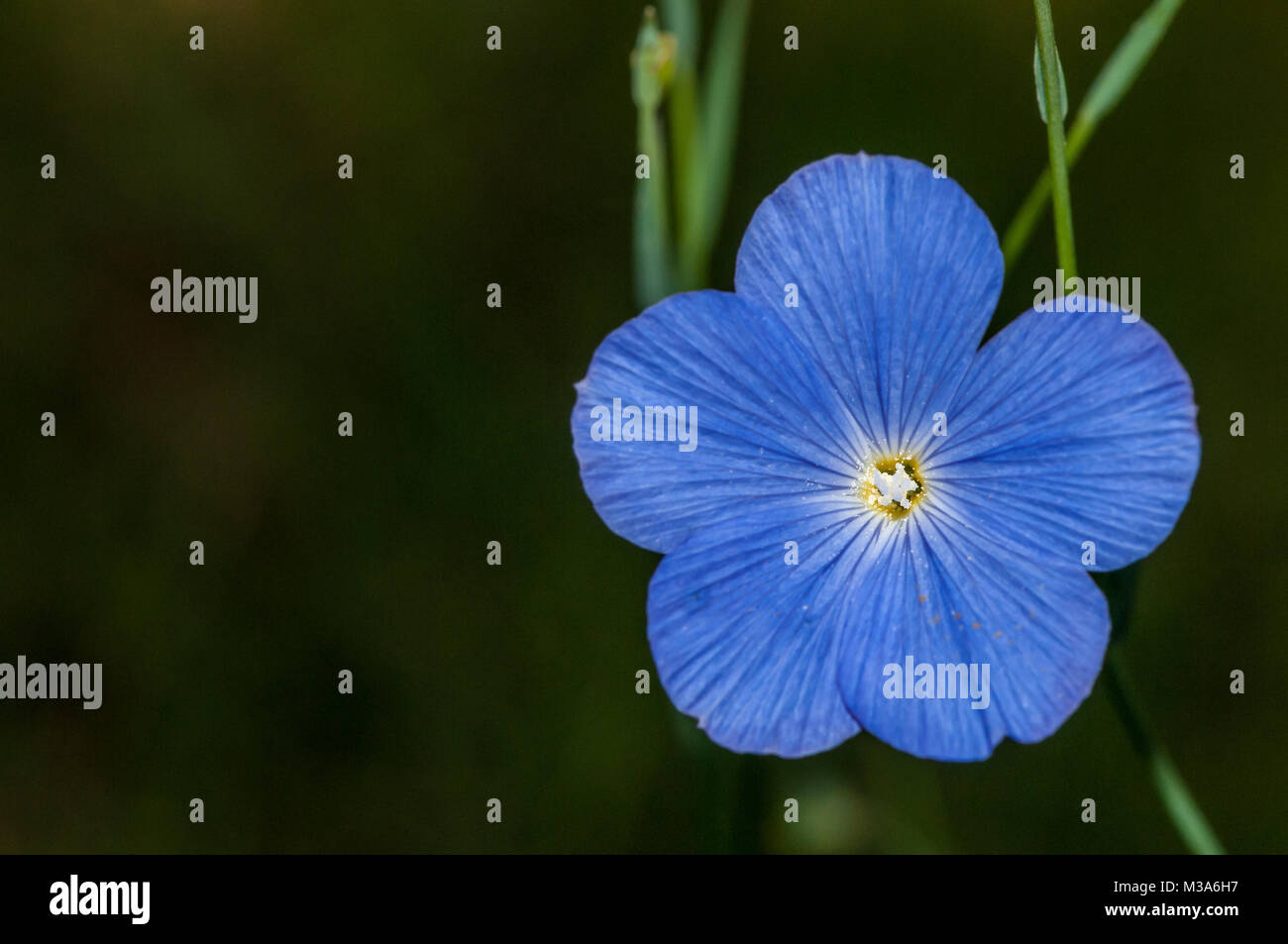 Lino de primer plano Fotos e Imágenes de stock Alamy