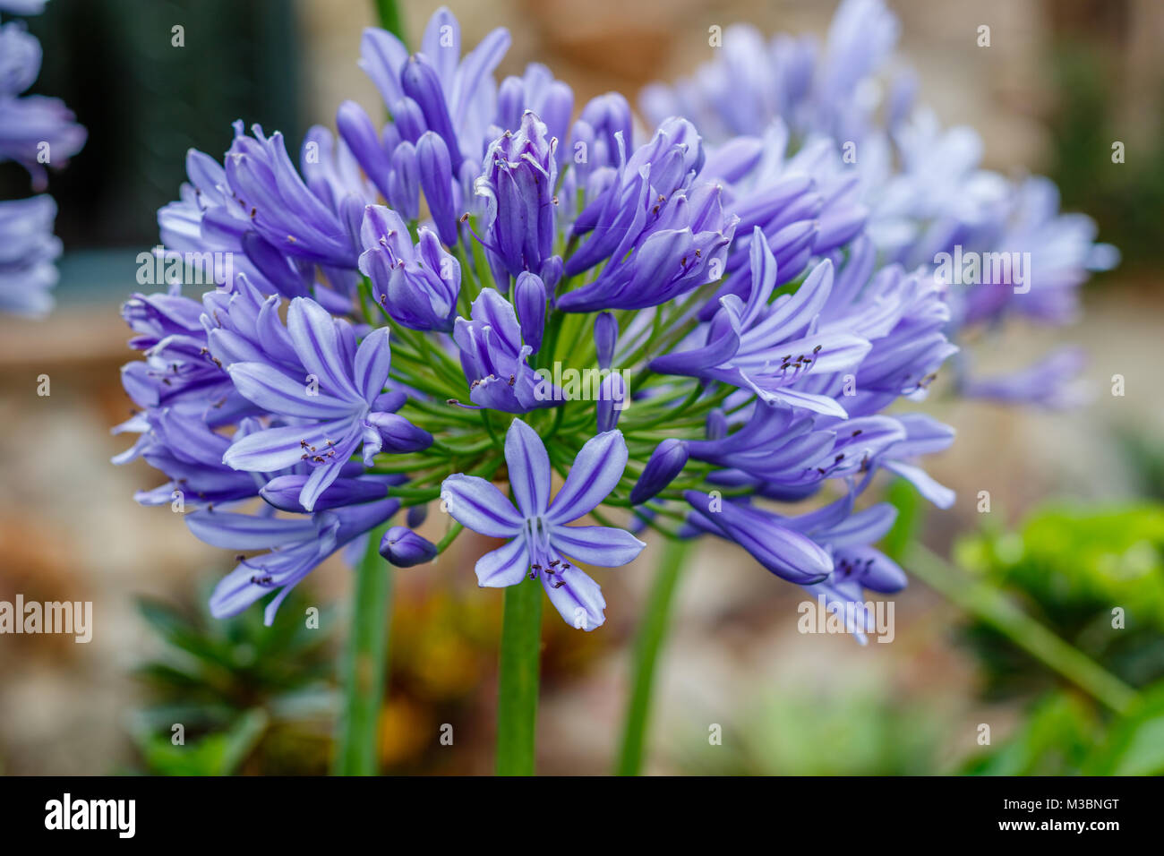 Flor de agapanto azul fotografías e imágenes de alta resolución - Página 7  - Alamy