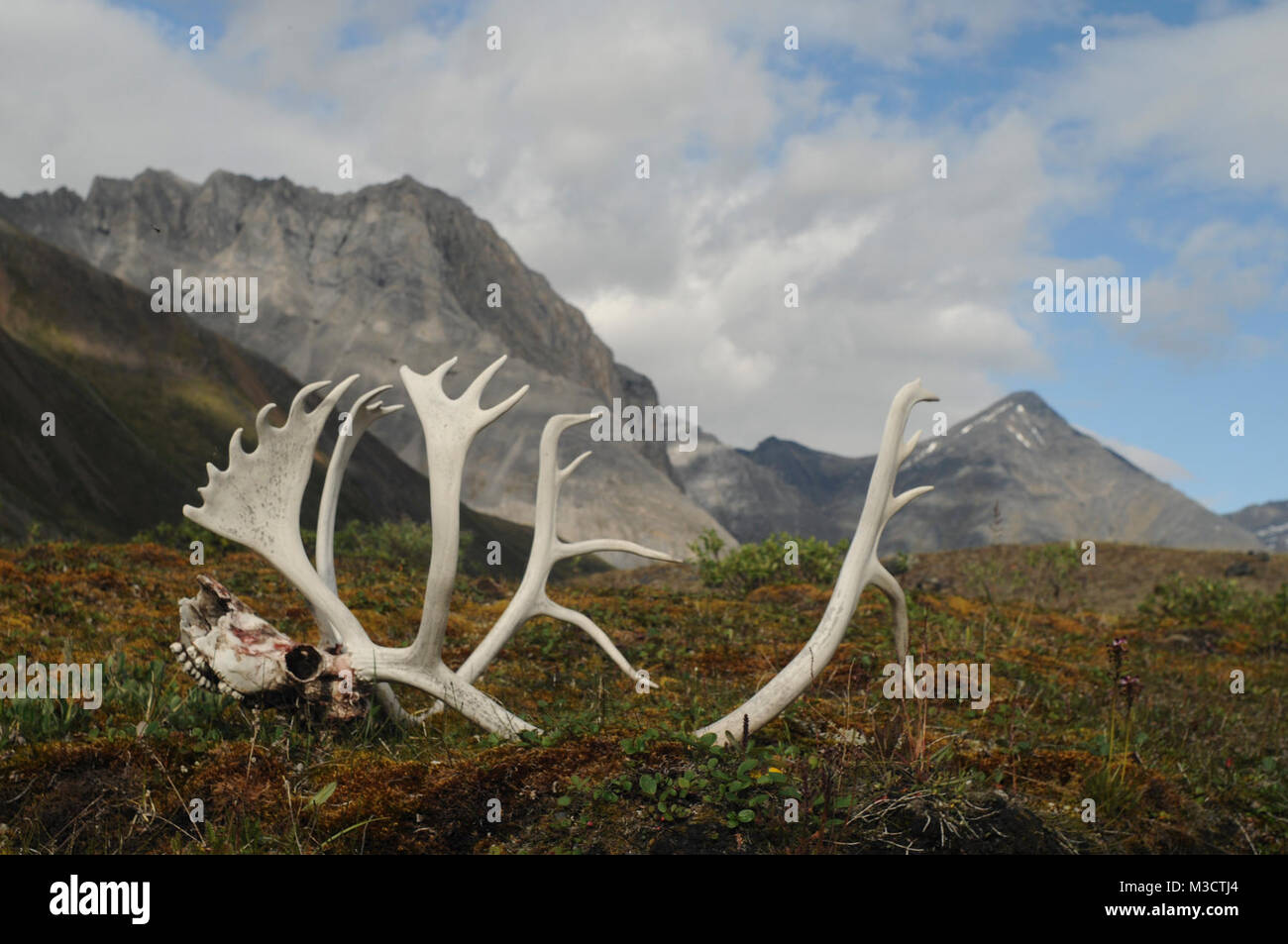 Puertas del Arctic National Park y preservar. Astas de caribú y cráneo en la Oolah Valle. Foto de stock
