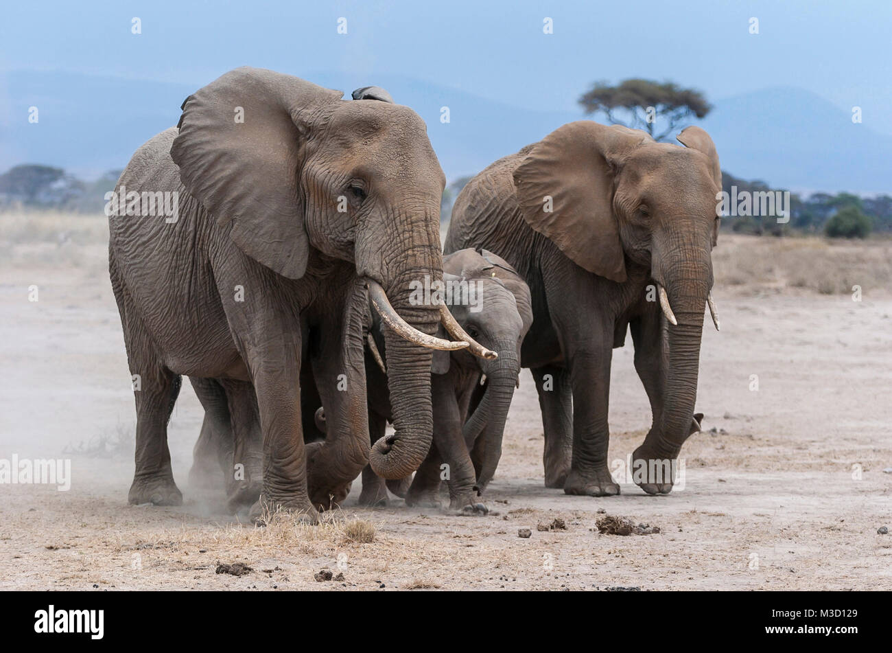 Una pequeña unidad familiar del elefante africano (Loxodonta africana), haciendo su camino a través de terreno abierto en Amboseli NP, Kenya. Foto de stock