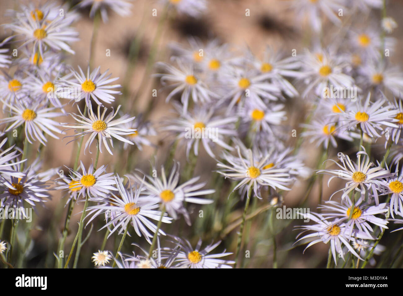 Capa de Daisy Foto de stock