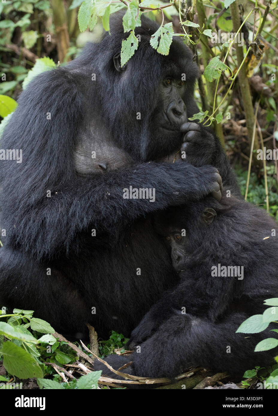 La madre y el bebé gorila de montaña (gorilla beringei beringei) Foto de stock