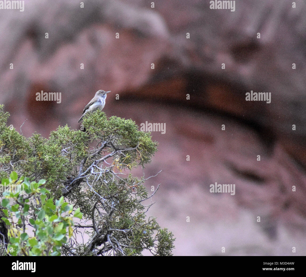 Rock Wren cantando Foto de stock