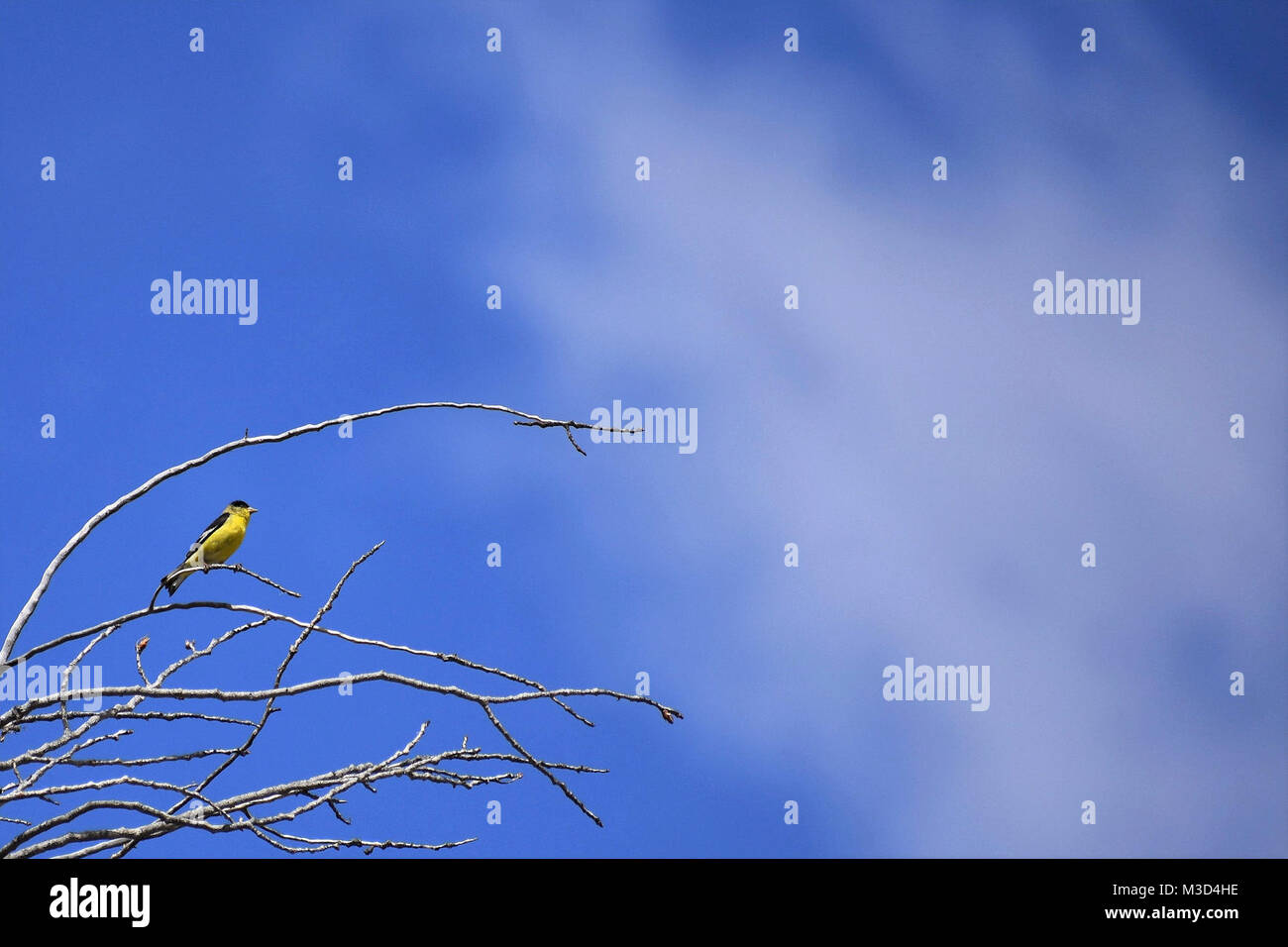 American Gold Finch encaramado Foto de stock