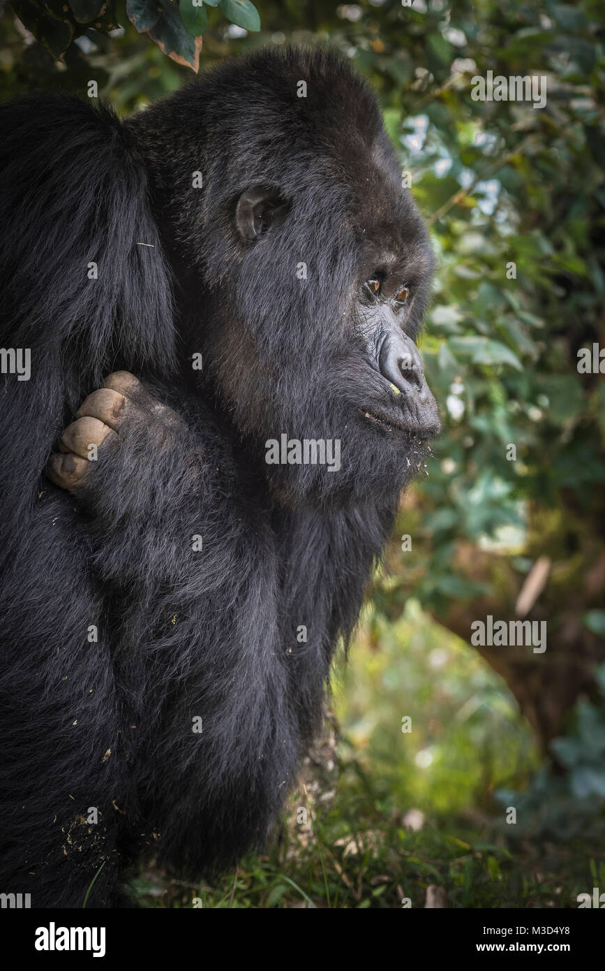 Gorila de montaña (gorilla beringei beringei) Foto de stock
