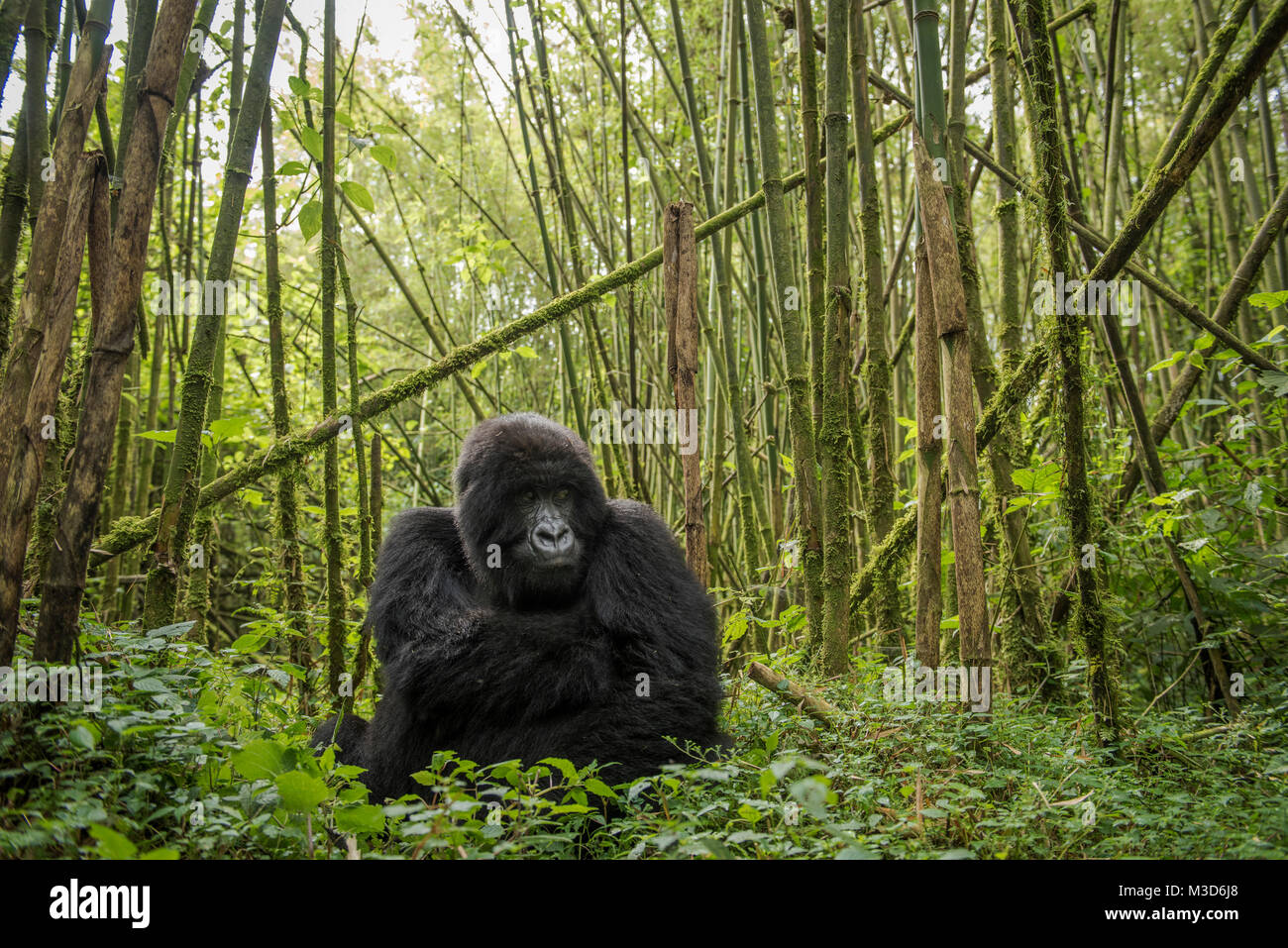 Gorila de montaña (gorilla beringei beringei) Foto de stock
