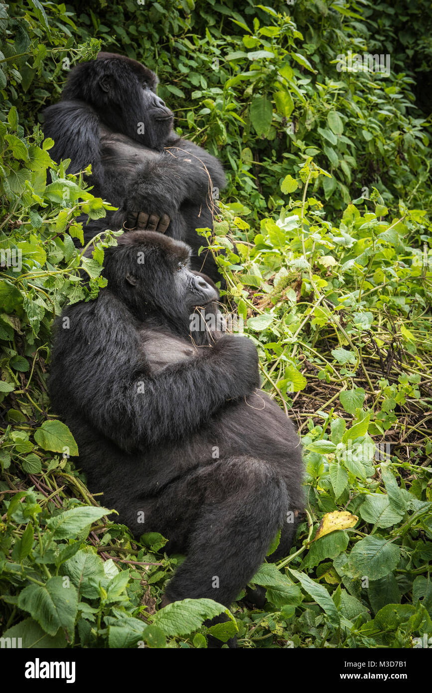 La madre y el bebé gorilas de montaña (gorilla beringei beringei) Foto de stock