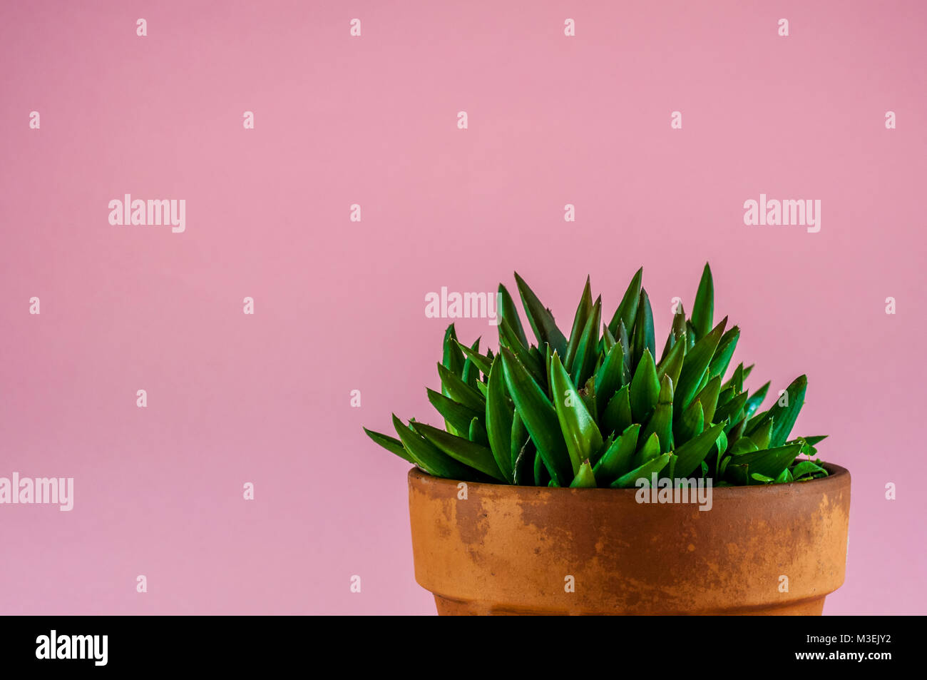 Primer plano de una planta pequeña fat sobre fondo de color en maceta con espacio de copia Foto de stock