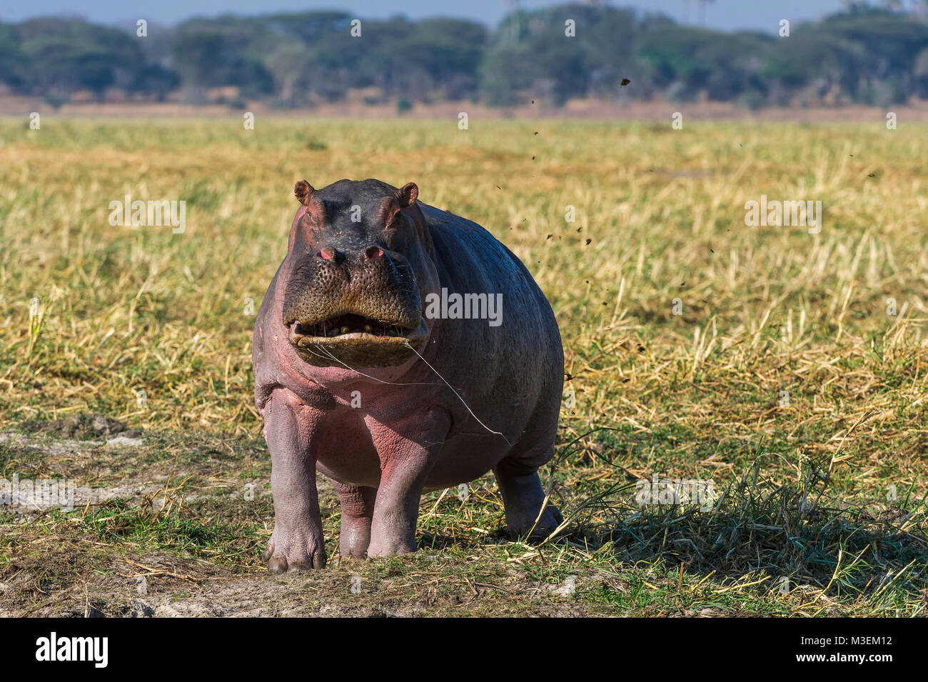 Hipopótamo (Hippopotamus amphibius) Foto de stock