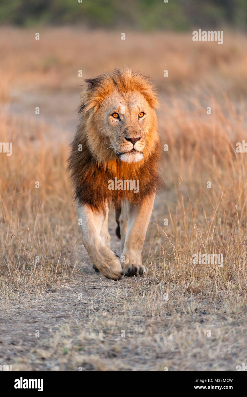 Un león macho caminando rápidamente hacia el punto de vista de la cámara. Foto de stock