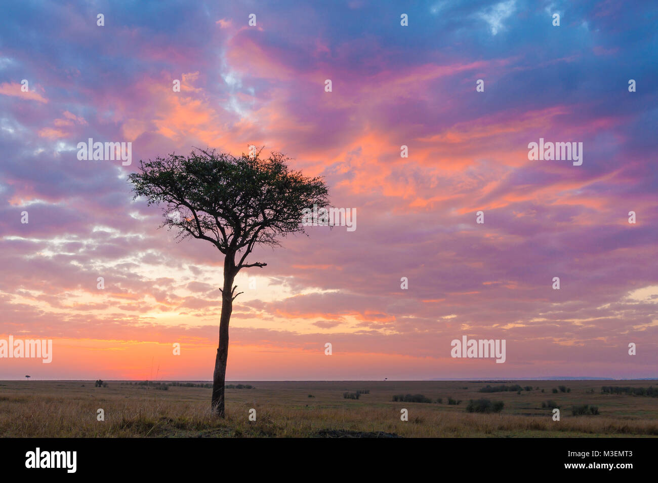Un Lone Tree stands stak contra el colorido amanecer. Foto de stock