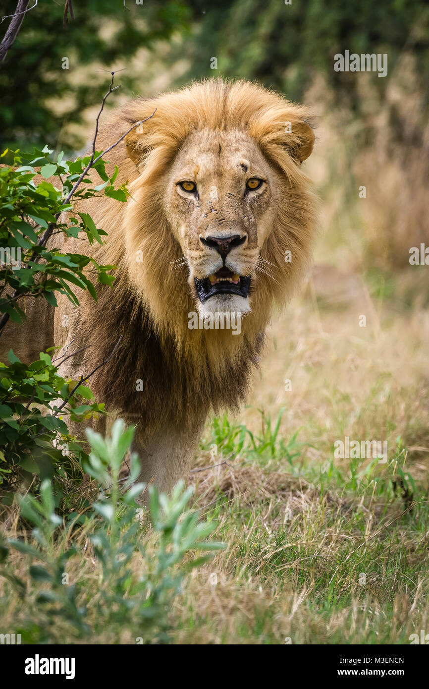 Un macho de león (Panthera leo) mirando hacia la cámara. Foto de stock