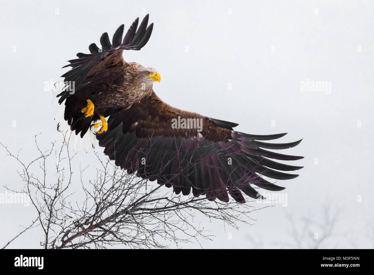 Gran águila de mar volando sobre los árboles en las montañas Foto de stock
