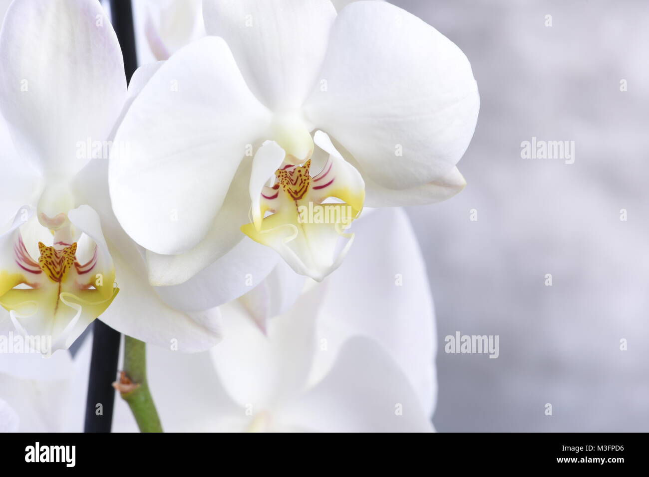 Flor de orquídea blanca sobre fondo gris Foto de stock