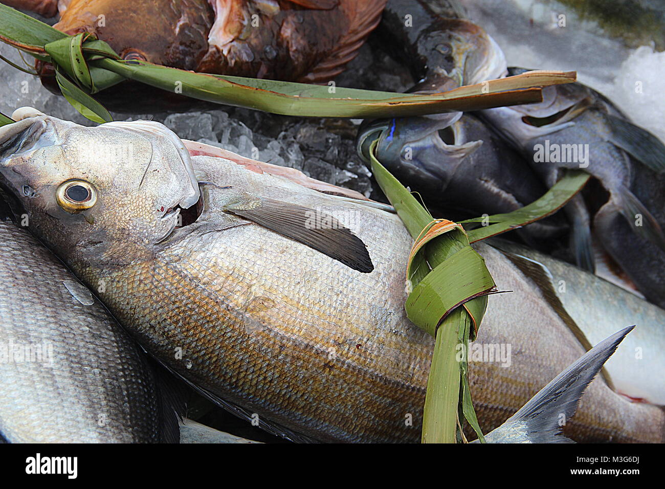 Los concursos de pesca con arpón de capturas de pescado Fotografía de stock  - Alamy