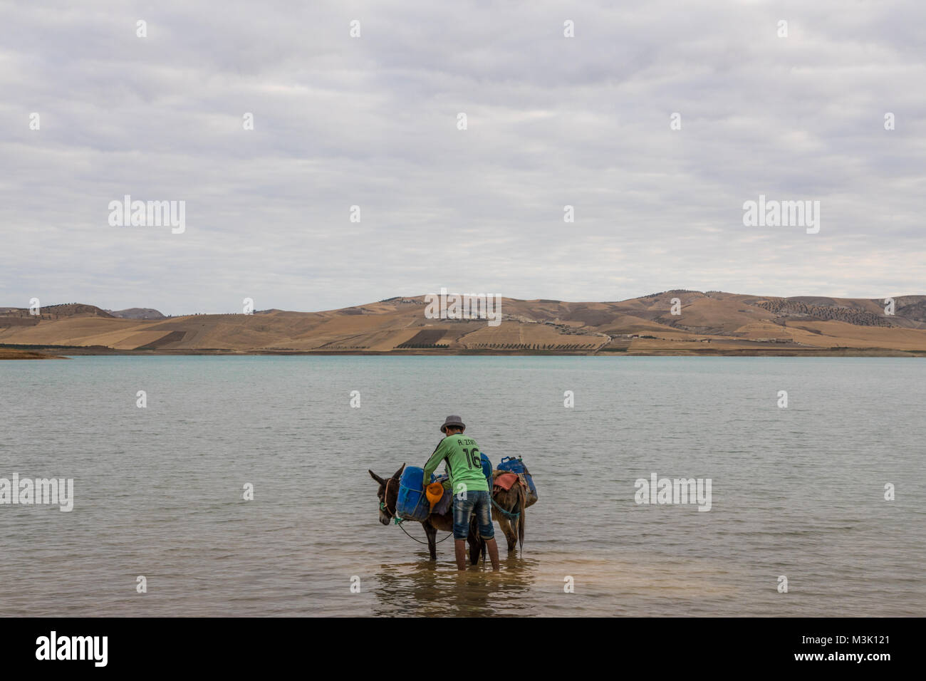 Burro de agua fotografías e imágenes de alta resolución Alamy