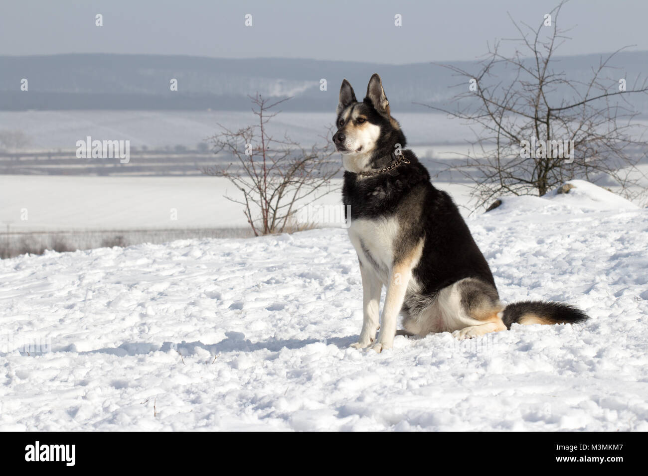 pastor aleman mix con husky