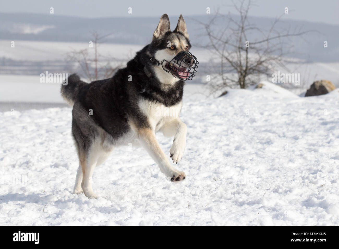 pastor aleman mix con husky