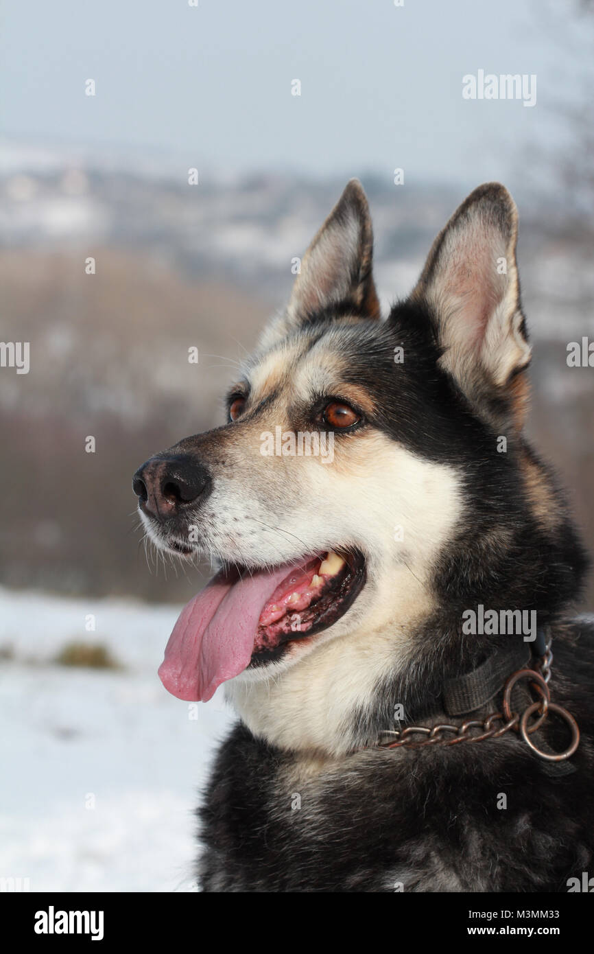 pastor aleman mix con husky