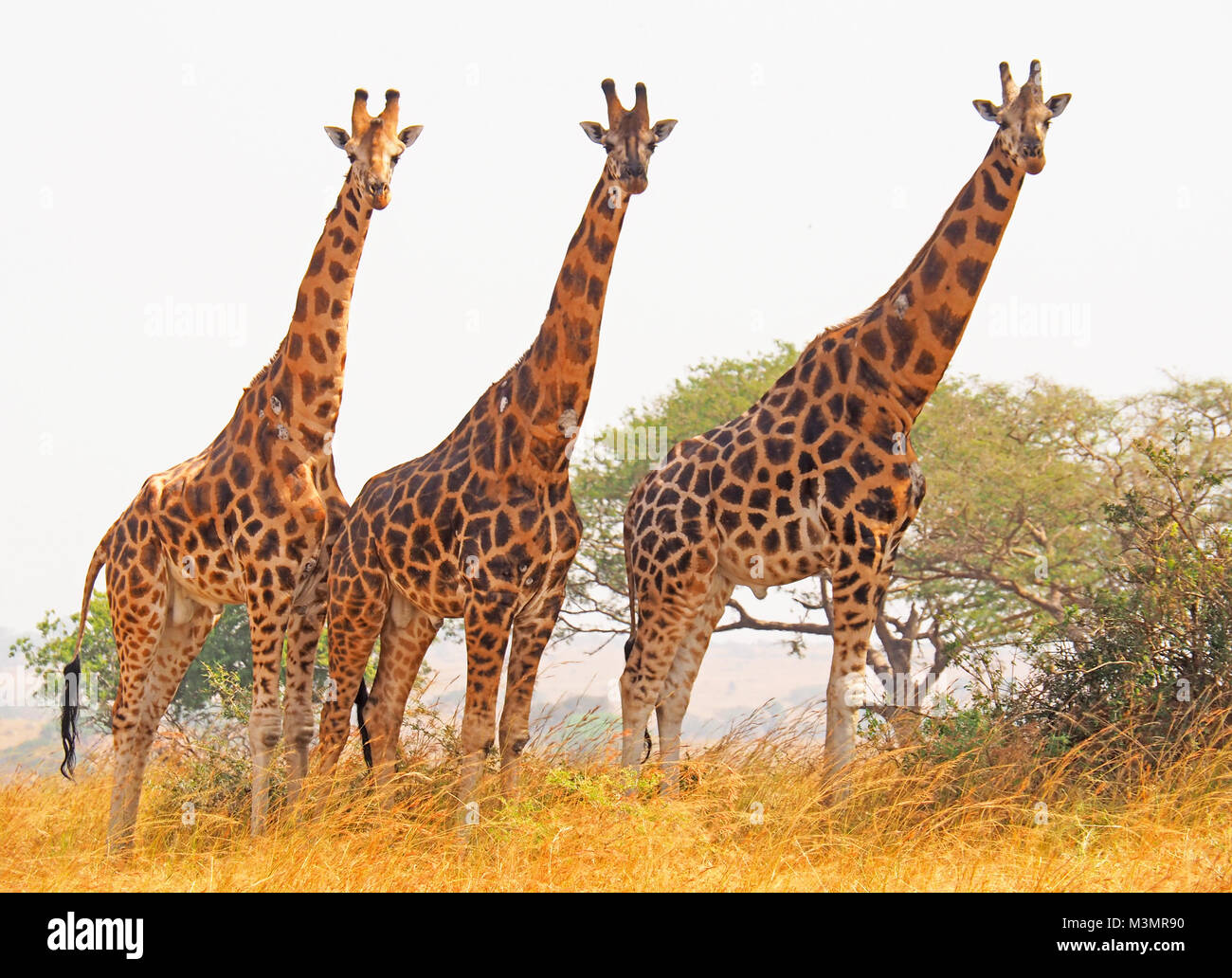 Tres en peligro de Rothschild jirafas en el Parque Nacional de Murchison Falls, Uganda. Foto de stock